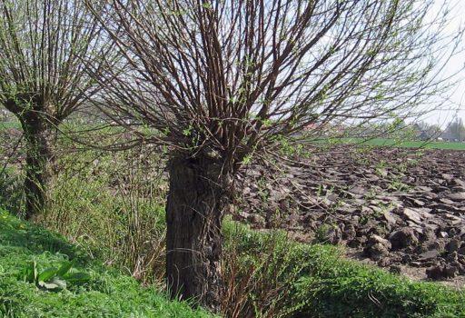 It Lege Midden, Fryslân – Akker En Weidelandschap. Eigen Foto Jz