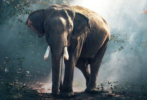 Olifant Pixabay