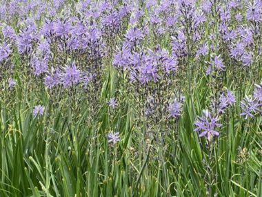 Bloemen Amstelpark
