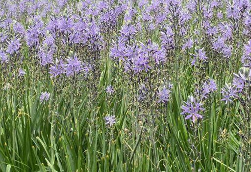 Bloemen Amstelpark