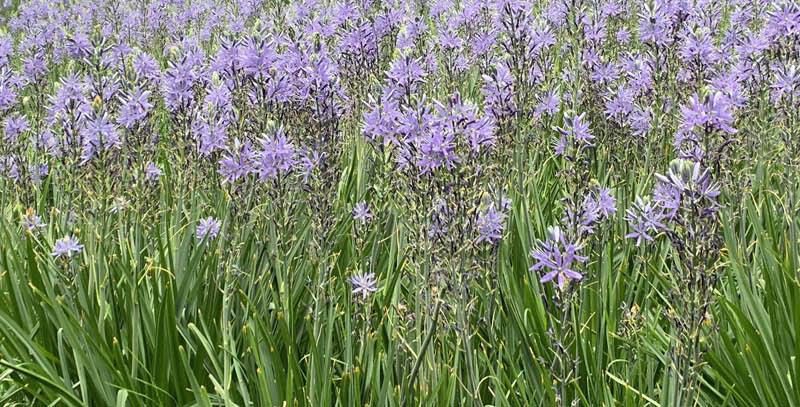 Bloemen Amstelpark