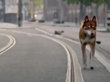 Geen Hond In Amsterdam
