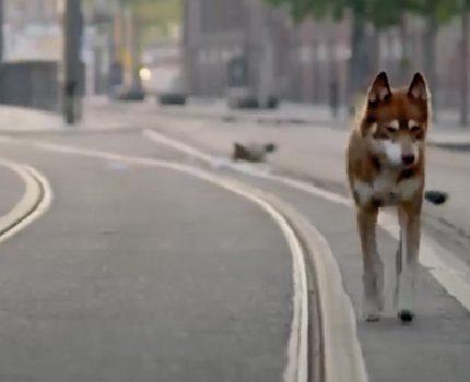 Geen hond in Amsterdam