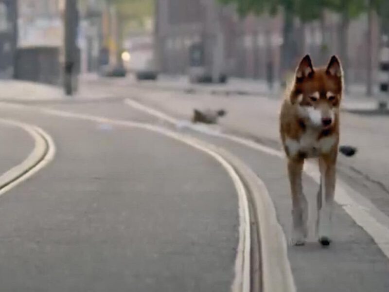 Geen Hond In Amsterdam