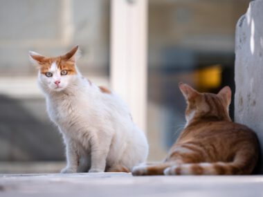Cats 5606202 1920