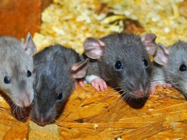 Ratten