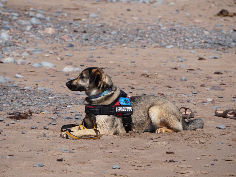Hond Eruit, Cabaretier Eraan! 1 Hond Eruit