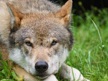 Wolf - Bron: Pixabay